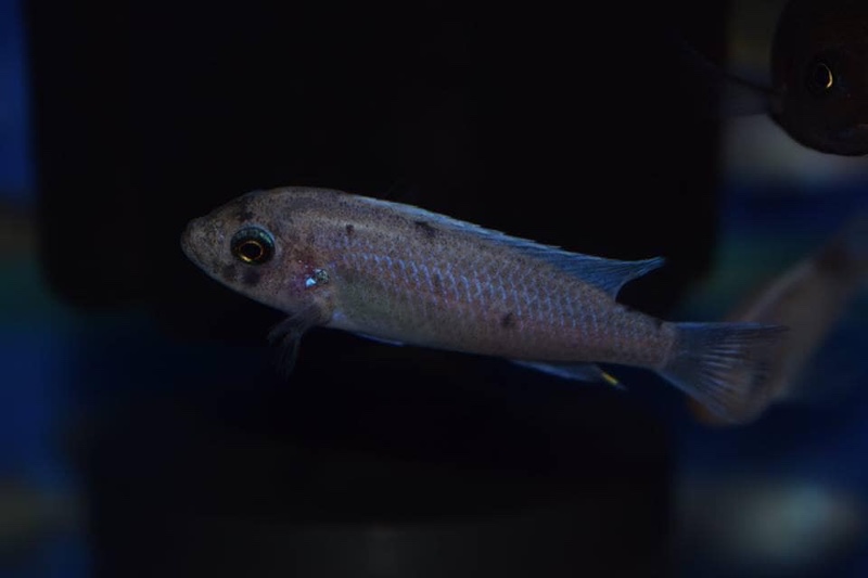 Maylandia callainos 'Mkondiwa Reef'